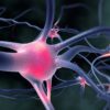 What Causes Obesity? More Science Points to the Brain